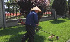 昆山綠化公司:淺談園林苗木移植與養(yǎng)護技術